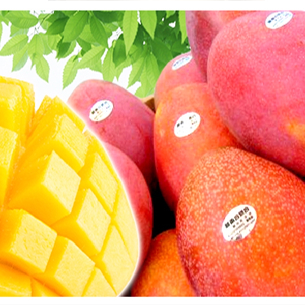 枋山地區農會-愛文芒果